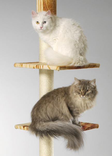 Cosma und Baldur.jpg